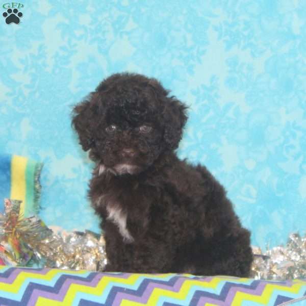 Lily, Toy Poodle Puppy
